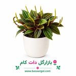 گلدان پیرومیا کدb804