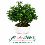 بنسای میخک هندی کدb801