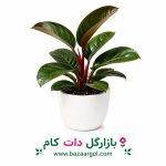 فیلدندرون روژو کنگو کدb806