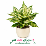 گلدان اکلنما برفی کدb800